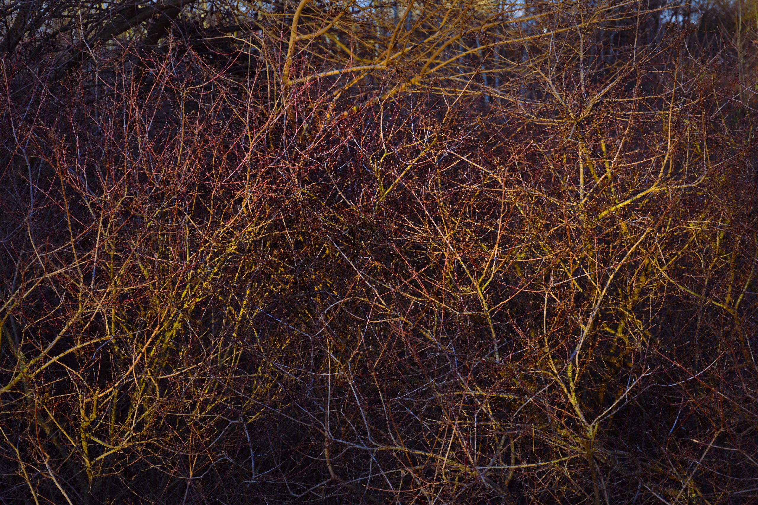 Scopri di più sull'articolo NeLLa ForMa